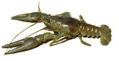 crayfis1.jpg