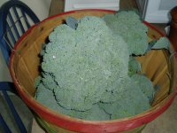 broccoli2.JPG