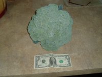 broccoli1.JPG
