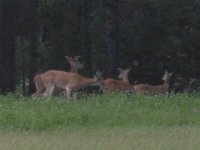 22 May 07 Four bucks.jpg