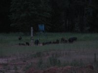 26 May 2007 Thirteen hogs at the feeder before dark.jpg