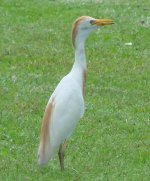 egret 003.jpg