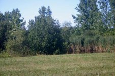 pond-before.jpg
