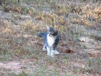 Socks the cat..jpg