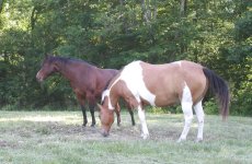 cocoa and thunder2web.JPG