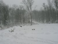 Snow-Nov 29 07 002.jpg