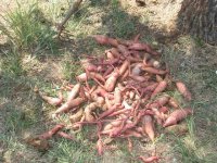 SweetPotatoHarvest-5.jpg