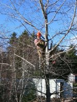 tree1.JPG