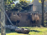 IMG_3488[1].JPG