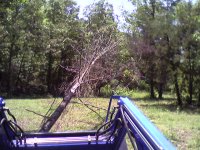TreePushDown.jpg