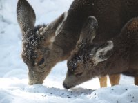 deer 2.jpg