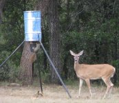 SquirrelOnFeeder.jpg