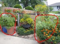 FLOWER GARDENS 2007 030a.jpg