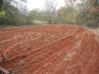 food-plot (12).JPG