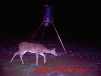 doe.JPG