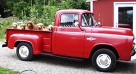 6-182961-Newtruckofdogs.jpg