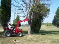 tree3.JPG