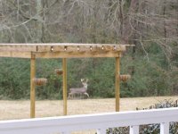 bigdeer01.JPG