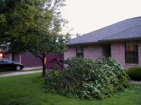 Tree1 (960 x 720).jpg