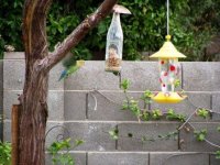 parrots DC in PHX.jpg