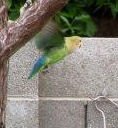 parrots DC in PHX cropped.jpg
