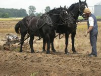 Horse & Plow.jpg
