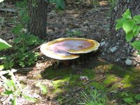 June 08 016 (Small).jpg