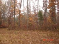 clearing to front1.JPG