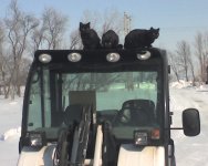 toolcats.jpg