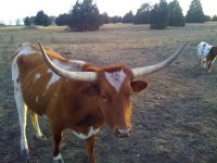 longhorn3.jpg