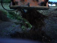 stump removal.jpg