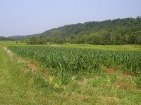 Ambrosia on July 8.jpg