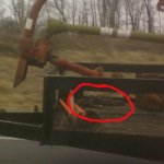 Tractor-chain.jpg
