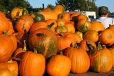 pumpkin-harvest2.jpg