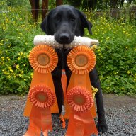 furface