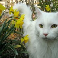thecatsandi