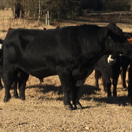 canecreekcattle