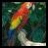 happyparrothead