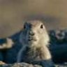 TexasGopher