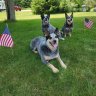 Heeler Dad