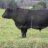 haywire cattle co