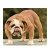 Bulldog160