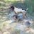 Birddog Dave